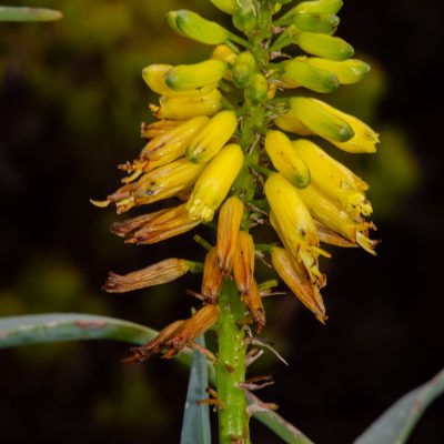 Aloe tenuior var. viridifolia