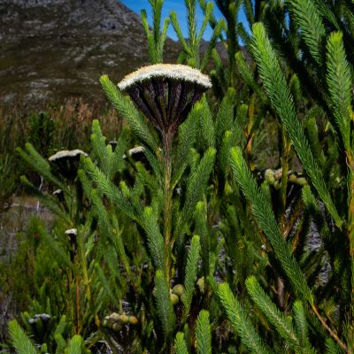 Berzelia albiflora