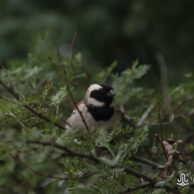 Passer melanurus (Cape sparrow)