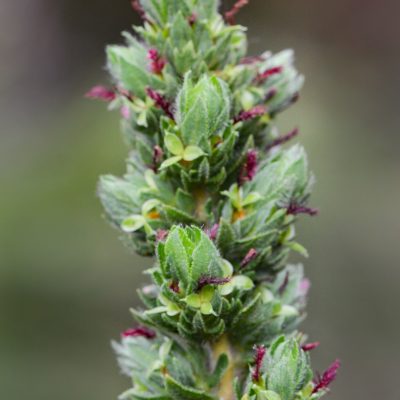 Cliffortia ruscifolia