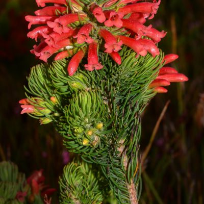Erica viscaria longifolia