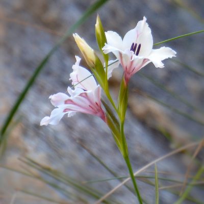 Gladiolus carneum
