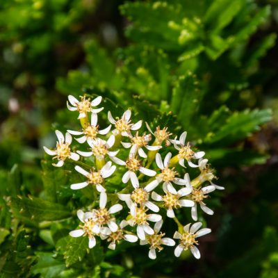 Hubertia ambavilla