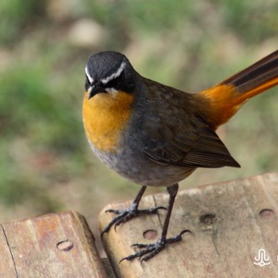 Cossypha caffra (Cape robin-chat)