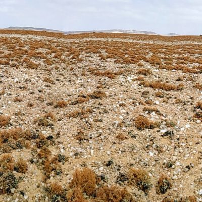 lichen fields