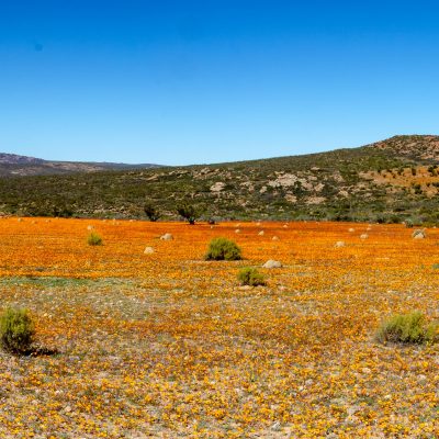 Namaqualand blooming