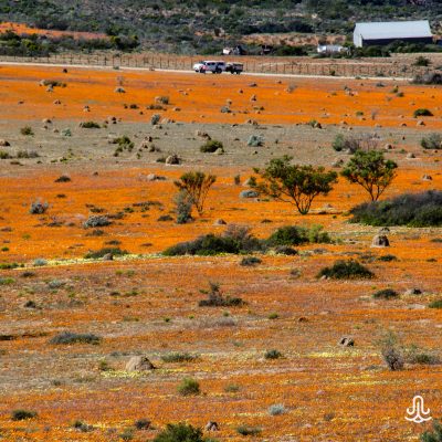 Namaqualand blooming