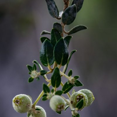 Phylica buxifolia