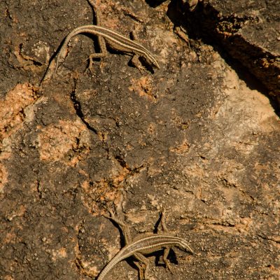 Platysaurus broadleyi - Augrabies flat lizard