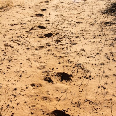 Lion footprints
