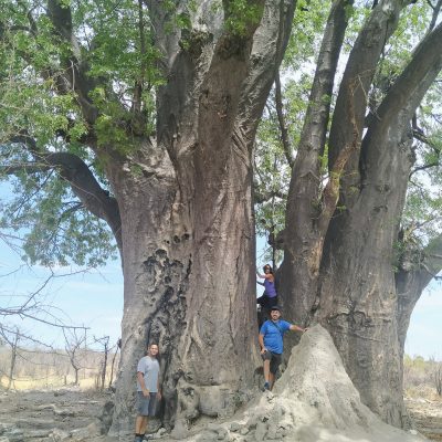 Baobab in Tsumkwe