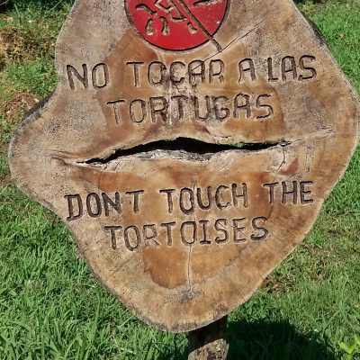 Dont touch tortoises