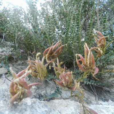 Astragalus monspesulanus sbsp gypsophyla