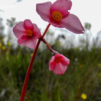 Begonia veitchii