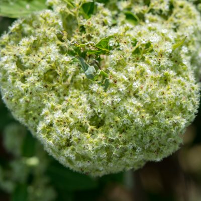 Bystropogon origanifolium