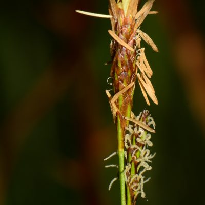 Carex verna