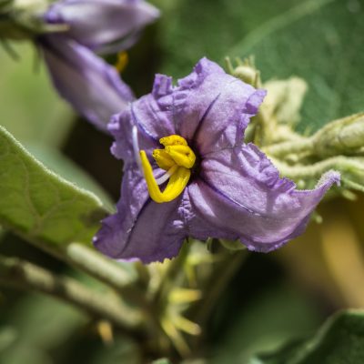 Solanum vespertilio doramae