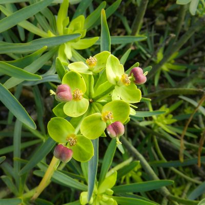 Euphorbia subgenero esula