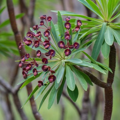 Euphorbia atropurpurea