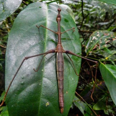 giant stick insect