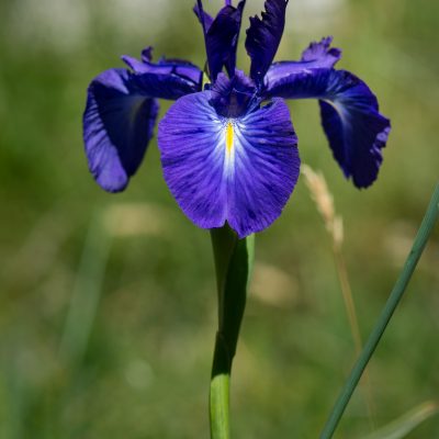 Iris latifolia