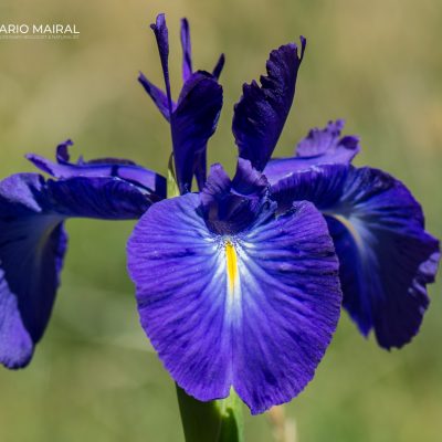 iris latifolia