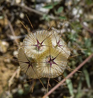 Lomelosia stellata