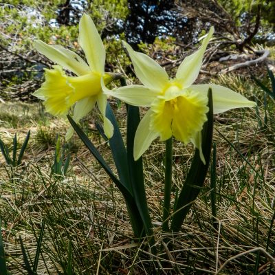 Narcissus pseudonarcisus