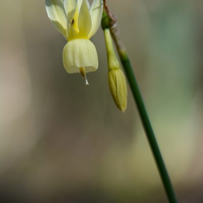 Narcissus triandrus pallidulus