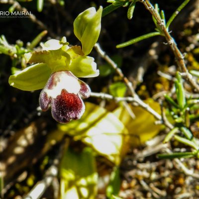 Ophrys fusca dyris