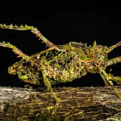 Unknown orthoptera