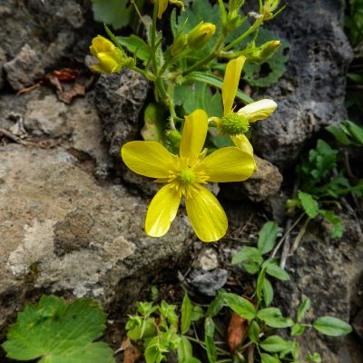 Ranunculus cortusifolius