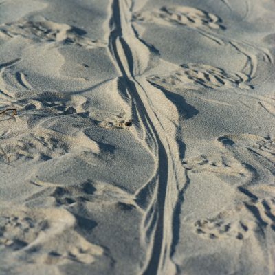 Iguana footprints