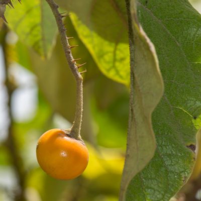 Solanum vespertilio doramae