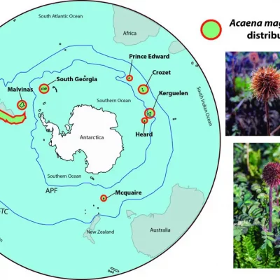 acaenadistrib_confoto-1024x724