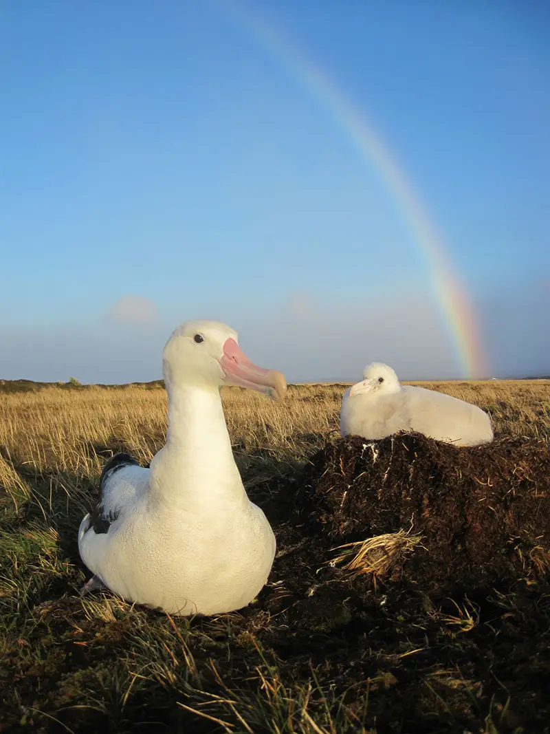 albatross-rainbow-5144-1