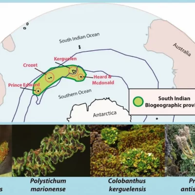 endemic-sub-antarctic-species-1024x710 copia