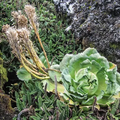 kerguelen-cabbage-grammitris-kerguelensis-4959 copia