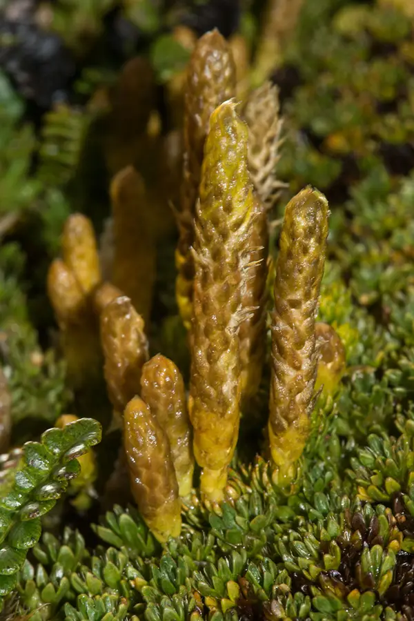 lvcopodium-magellanicum-0962-1