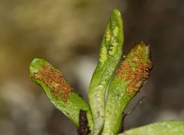 grammitis-kerguelensis-0729.webp